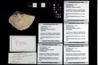 Foto (Objekt + Etikett) von Tuberosagalathea sp.  (NHMW-GEO-2014-0194-0794a)